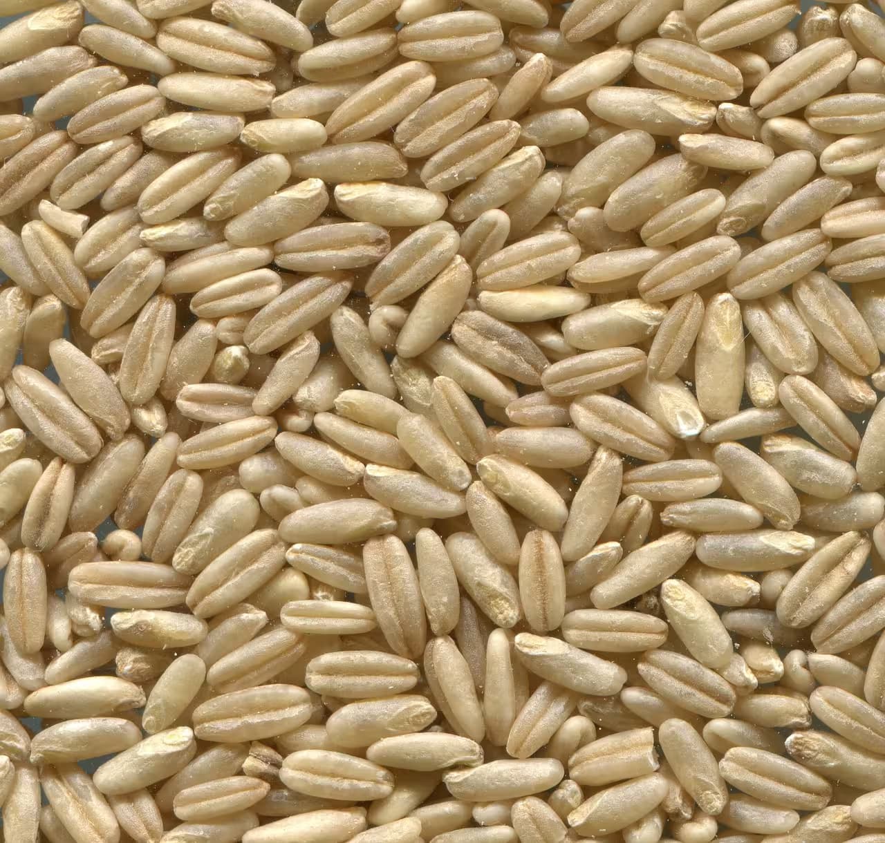 Oat Groats